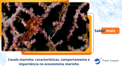 Cavalo marinho: características, comportamento e importância no ecossistema marinho