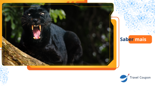 Pantera Negra